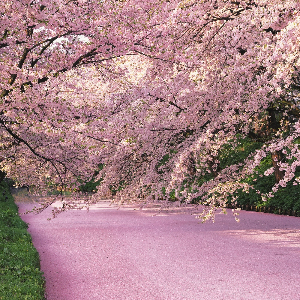 GRAND SEIKO Heritage Collection | SBGA413